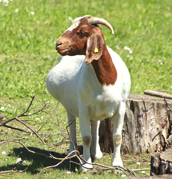 Goat Farming Best Guide For High Profits 2023